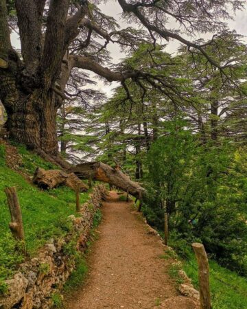 Les Cèdres du Liban - Let’s take our hearts for a walk in the woods & listen to the magic whispers of old trees_