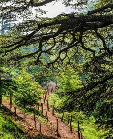 Les Cèdres du Liban - Let’s take our hearts for a walk in the woods & listen to the magic whispers of old trees_