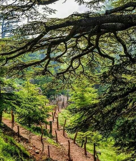 Les Cèdres du Liban - Let’s take our hearts for a walk in the woods & listen to the magic whispers of old trees_